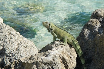 Iguane faune